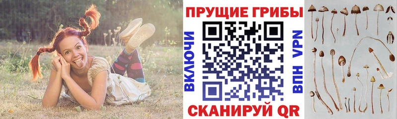купить наркотик  Псков  Псилоцибиновые грибы мицелий 